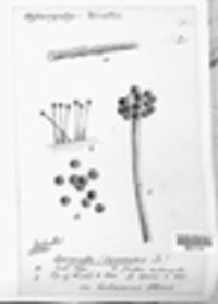 Periconia byssoides image